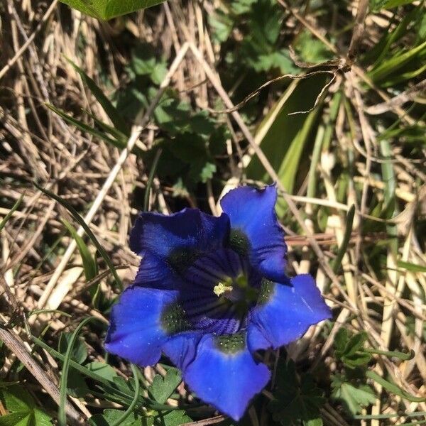 Gentiana acaulis ফুল