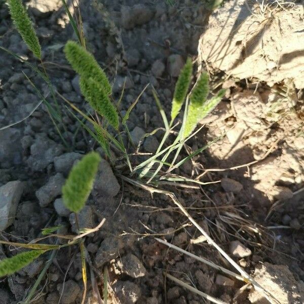 Rostraria cristata Leaf