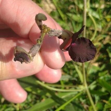 Macroptilium atropurpureum Flower