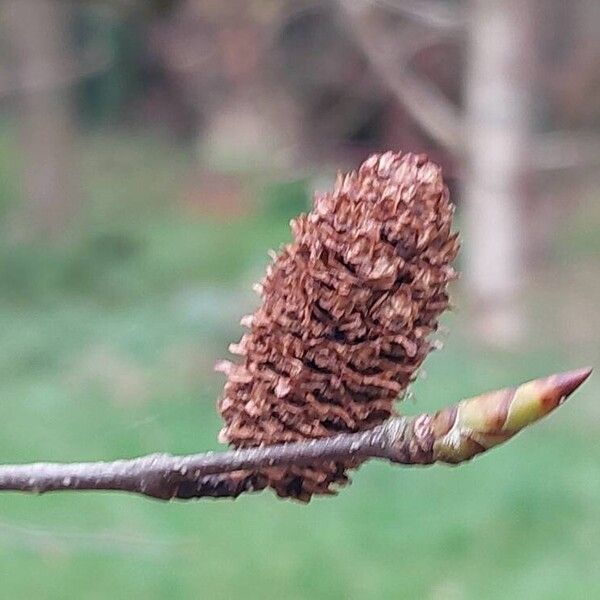 Betula lenta Vaisius