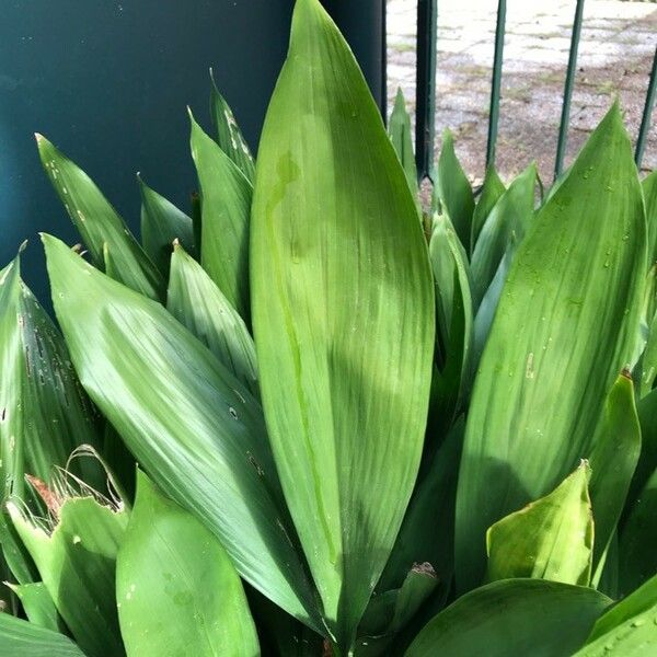 Aspidistra elatior ഇല