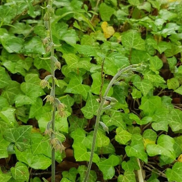 Epipactis microphylla Kvet