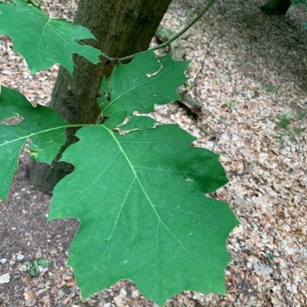 Quercus rubra Lehti