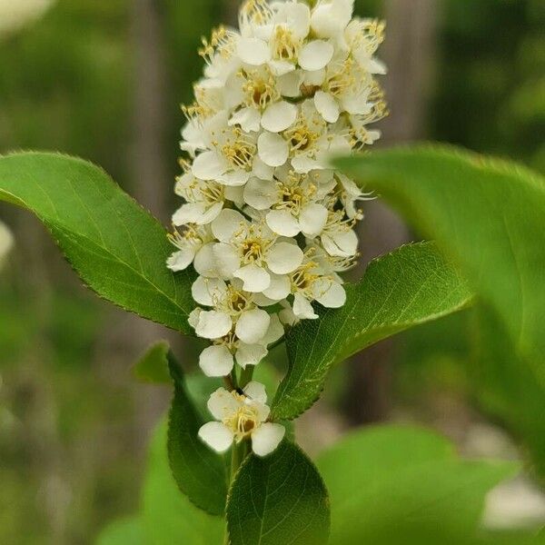 Prunus virginiana Floro