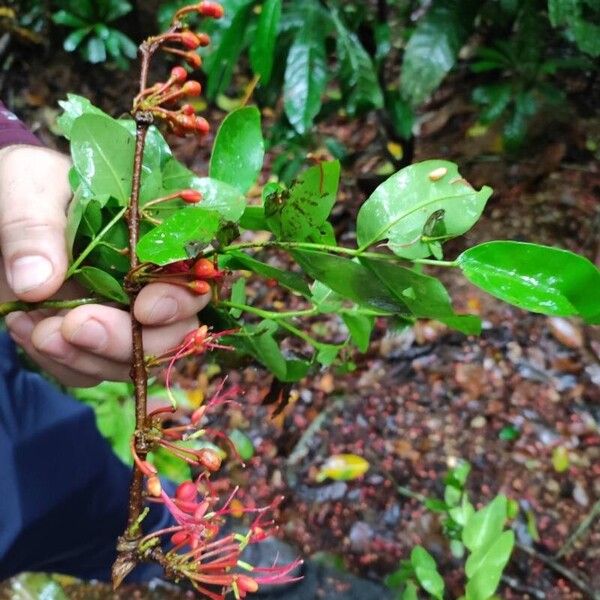 Barnebydendron riedelii Leht