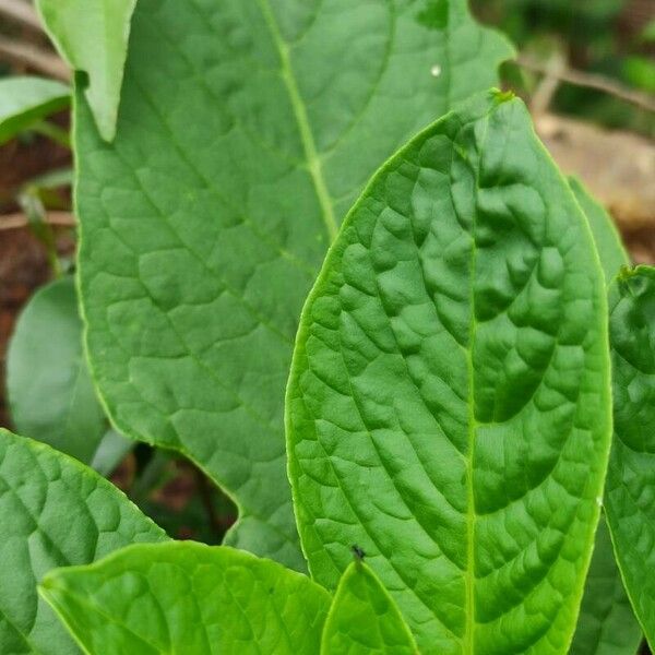 Phytolacca acinosa Лист