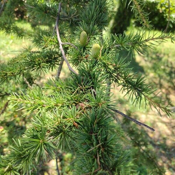 Cedrus libani Blatt