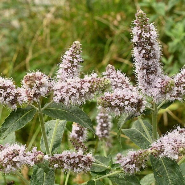 Mentha longifolia 花