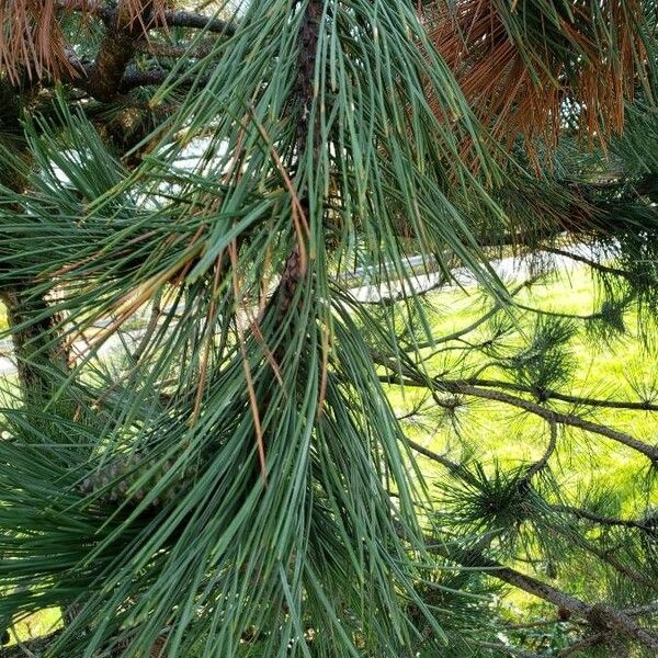 Pinus nigra Φύλλο