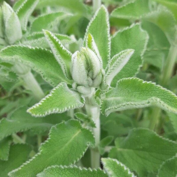 Stachys germanica Blad