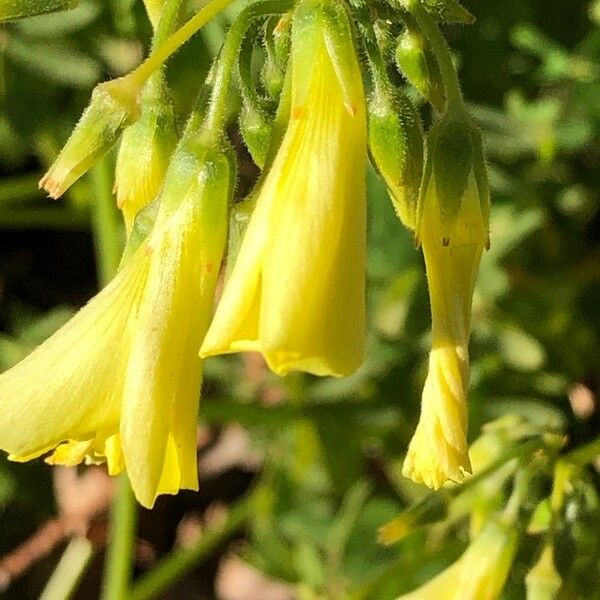 Oxalis pes-caprae Kukka