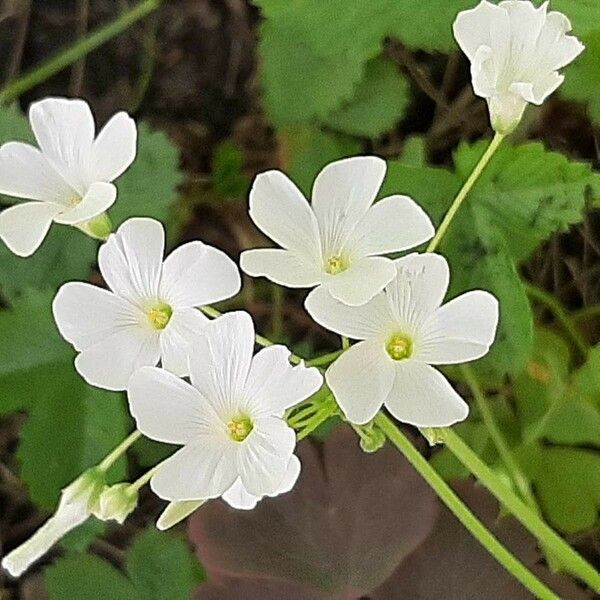 Oxalis incarnata Floro