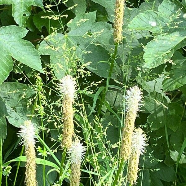 Sanguisorba canadensis Flower