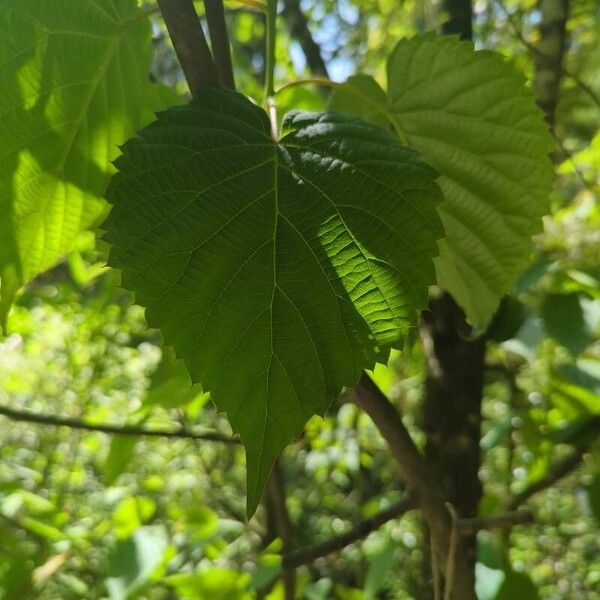 Davidia involucrata Leaf