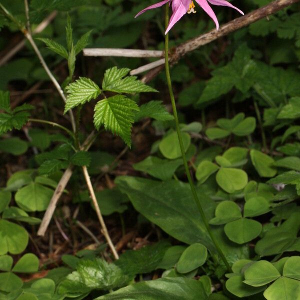 Erythronium revolutum Habitat