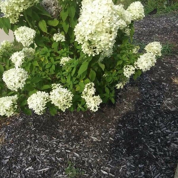 Hydrangea paniculata Цвят