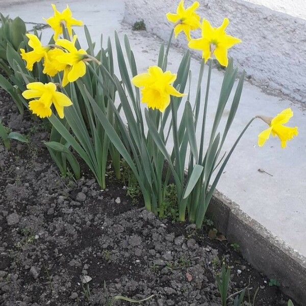 Narcissus pseudonarcissus Flor