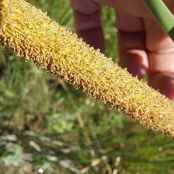 Typha domingensis Flower