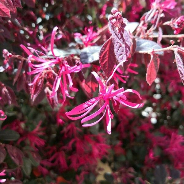 Loropetalum chinense Blüte