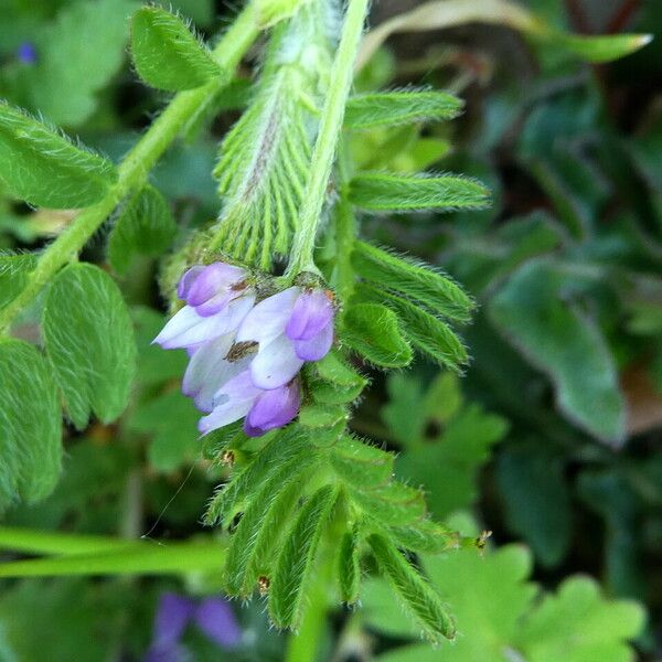 Astragalus pelecinus Flor