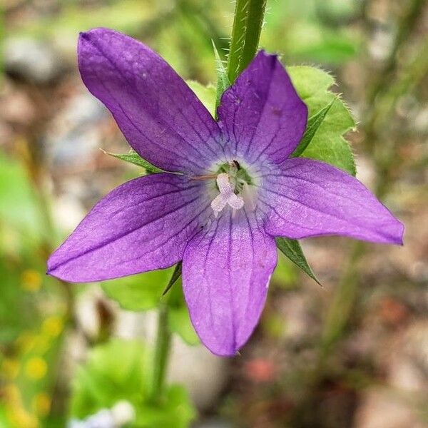 Triodanis perfoliata Blüte