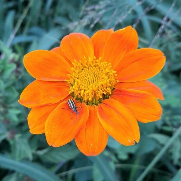 Tithonia rotundifolia Цвят