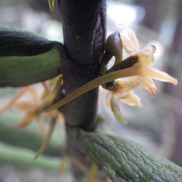 Tridactyle anthomaniaca Цветок
