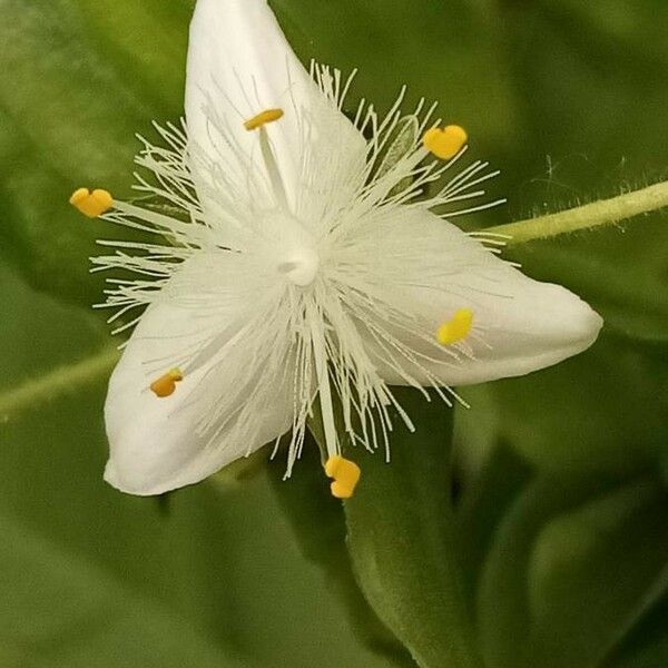 Tradescantia fluminensis പുഷ്പം