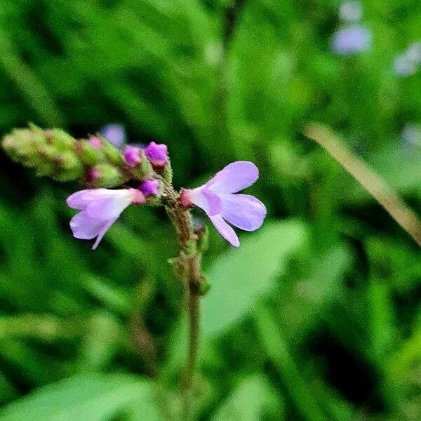 Verbena officinalis Квітка