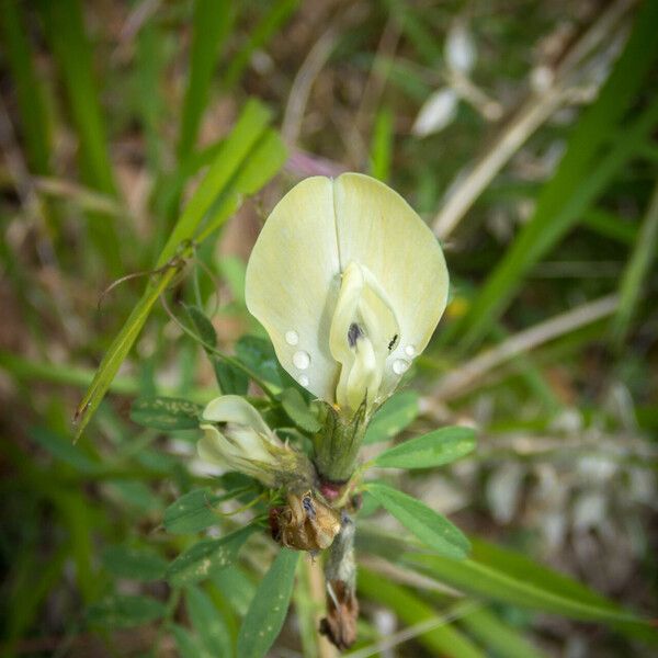 Vicia hybrida Kvet