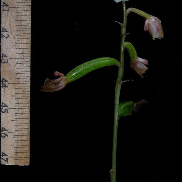 Eulophia maculata autre