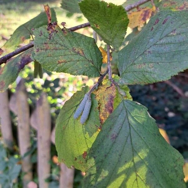 Corylus avellana Цветок