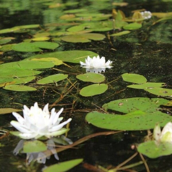 Nymphaea odorata Flower