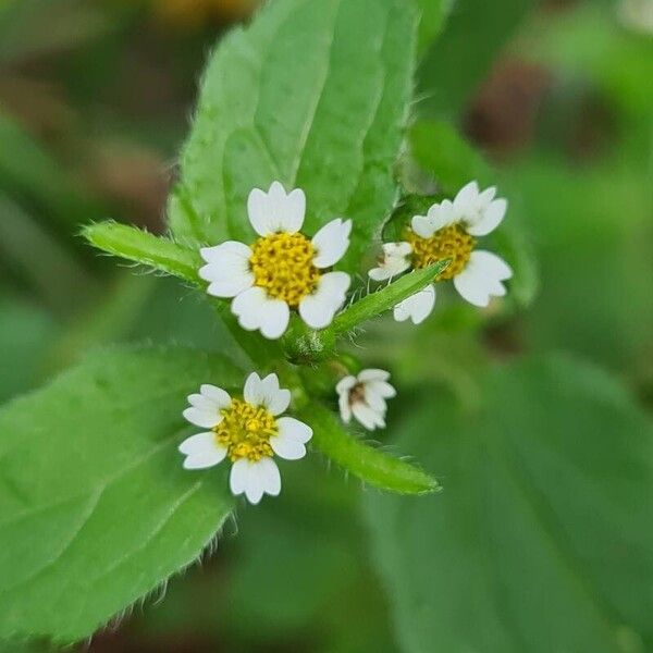 Galinsoga quadriradiata Flower