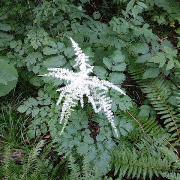 Aruncus dioicus Flor