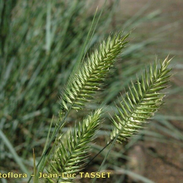 Agropyron cristatum Квітка