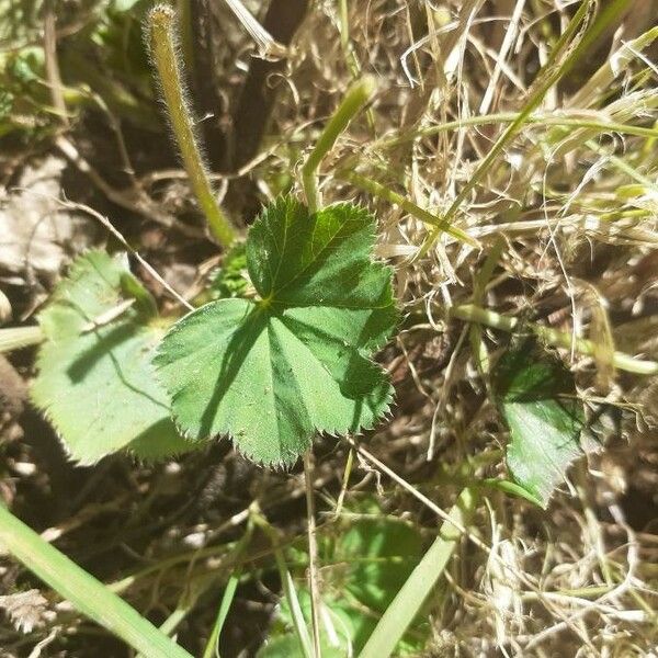 Alchemilla glaucescens Levél