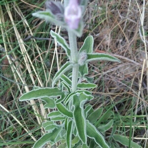 Stachys cretica List