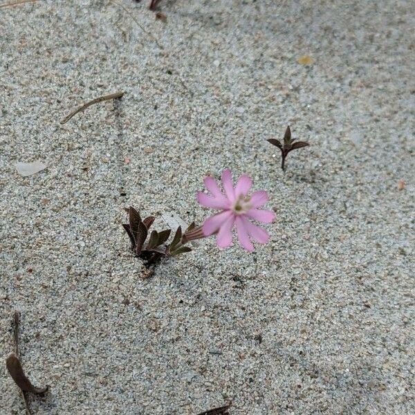 Silene sericea Flower