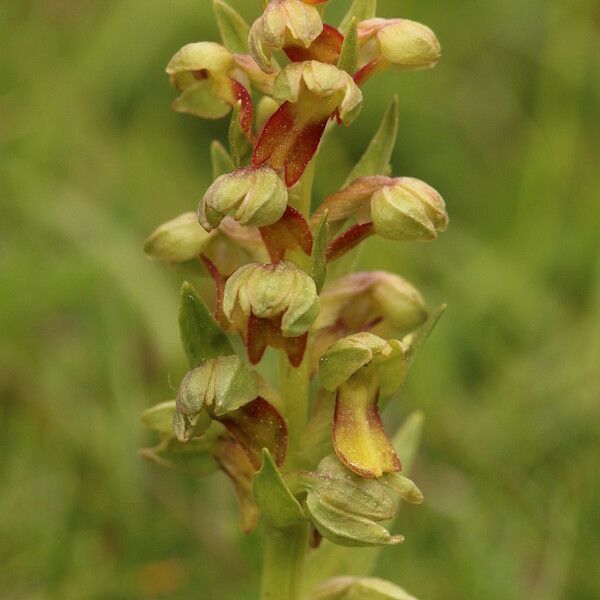 Dactylorhiza viridis Цвят