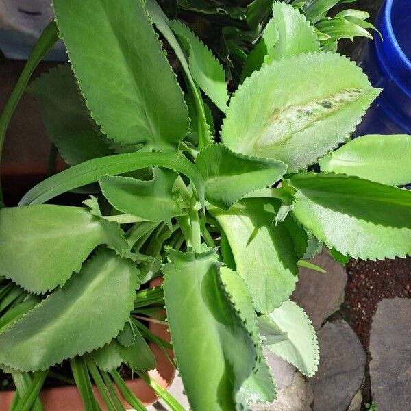 Kalanchoe laetivirens Leaf