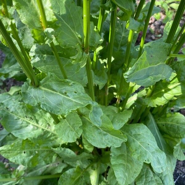 Rumex rugosus Leaf