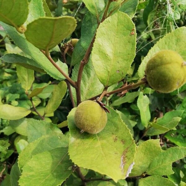 Paropsia brazzaeana Fruto