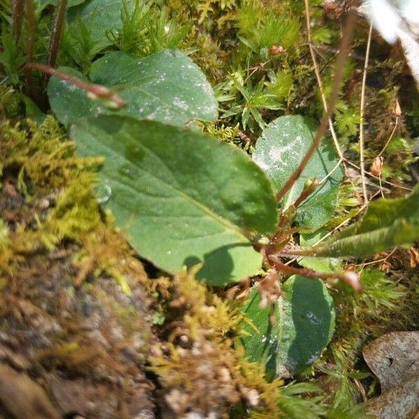 Viola lanceolata برگ