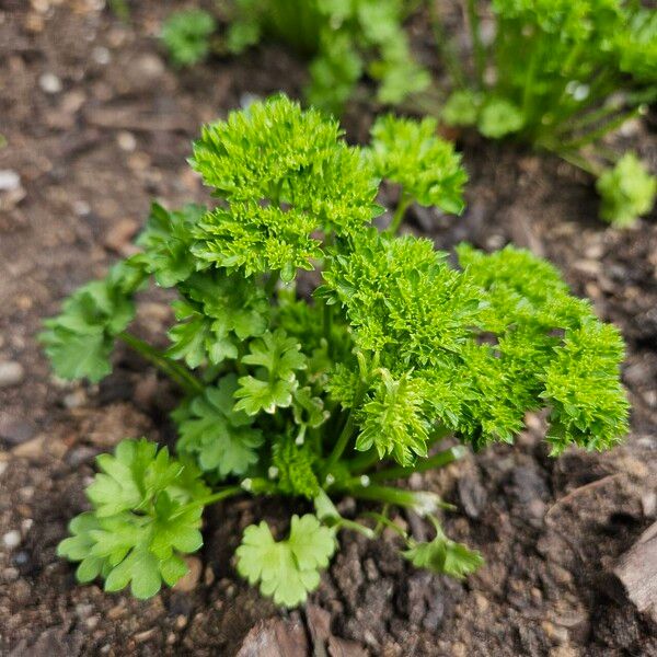 Petroselinum crispum Habit