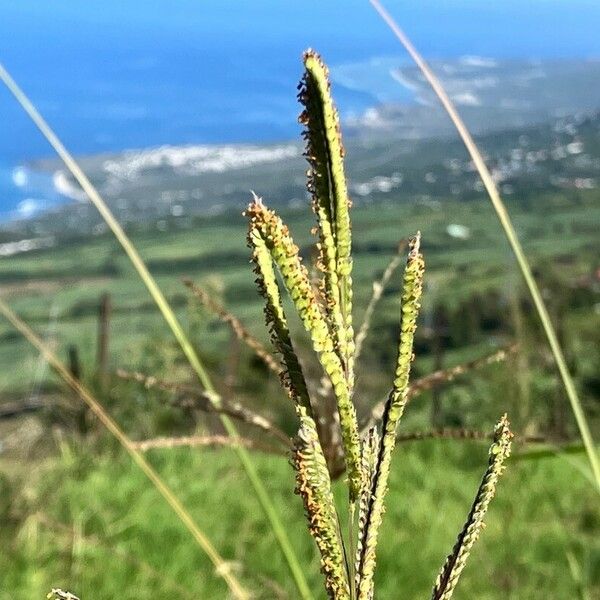 Paspalum urvillei Cvet