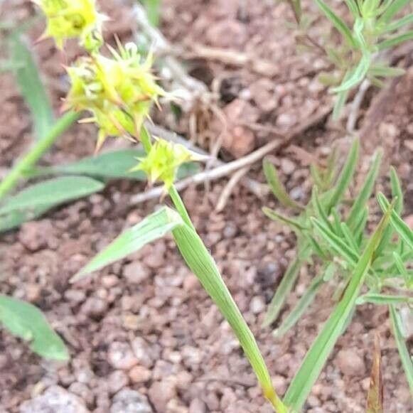 Cenchrus spinifex Συνήθη χαρακτηριστικά