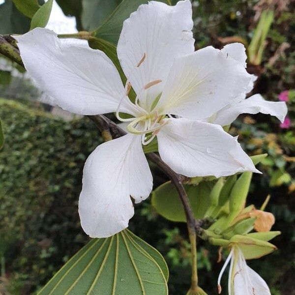 Bauhinia variegata Цвят