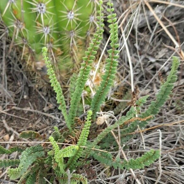 Cheilanthes bonariensis Облик