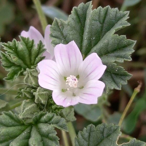 Malva neglecta Λουλούδι